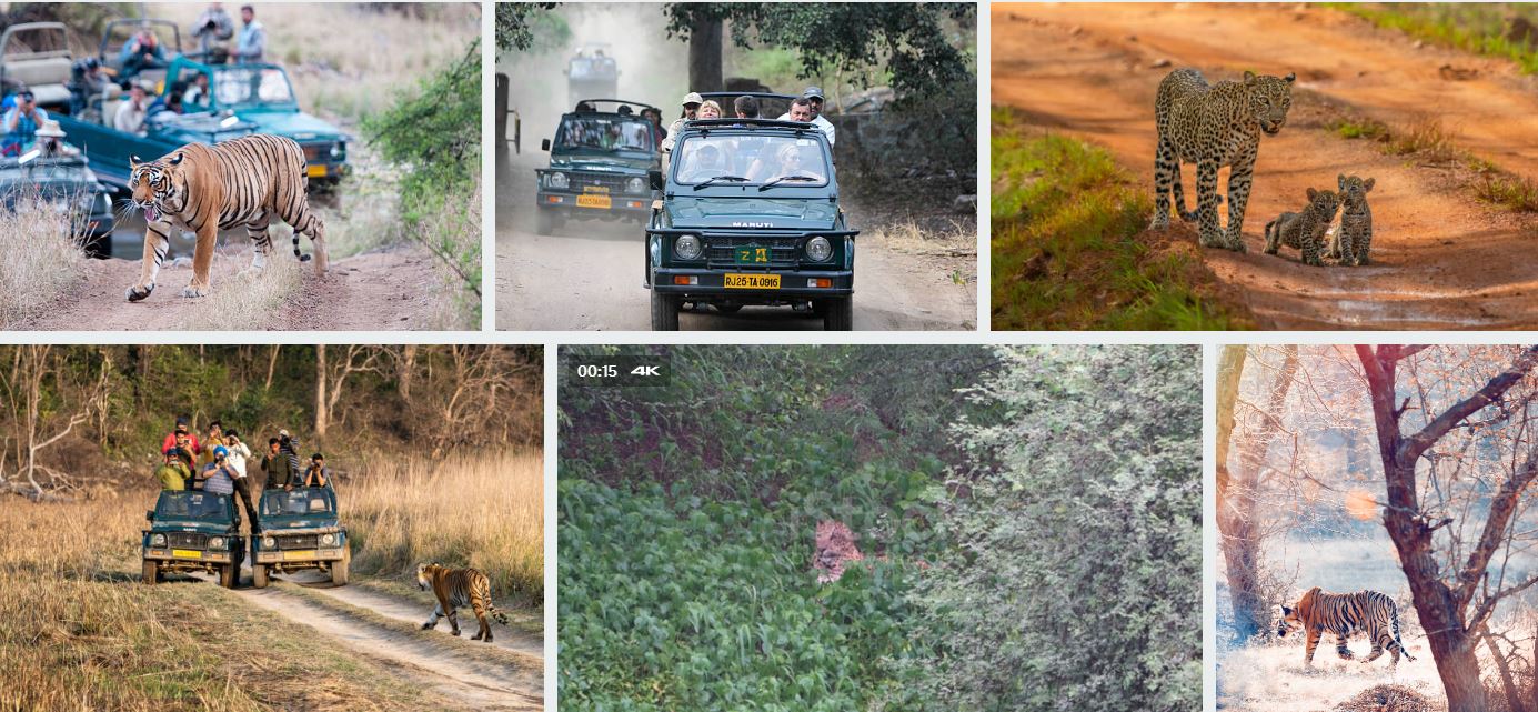 best visit ranthambore image