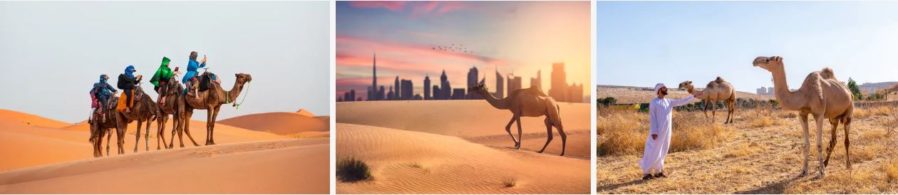 dubai desert safari timing