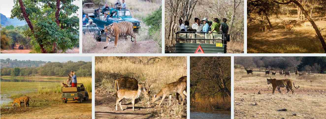 ranthambore safari booking image