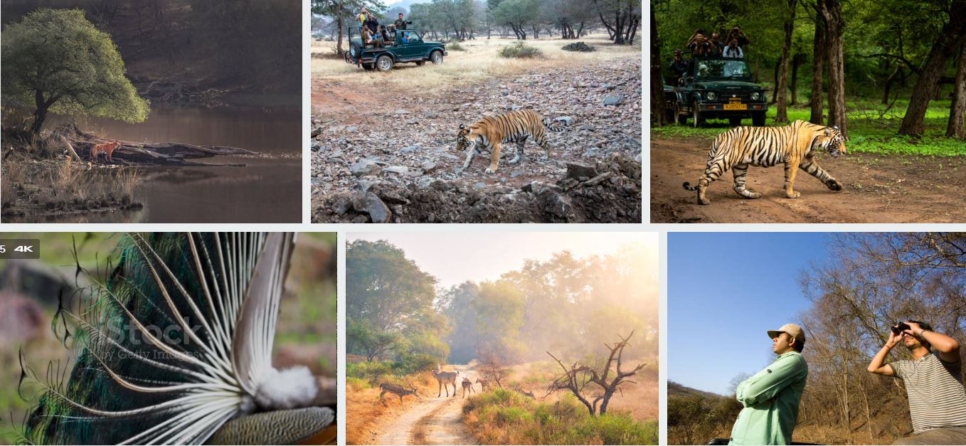 ranthambore safari cost image